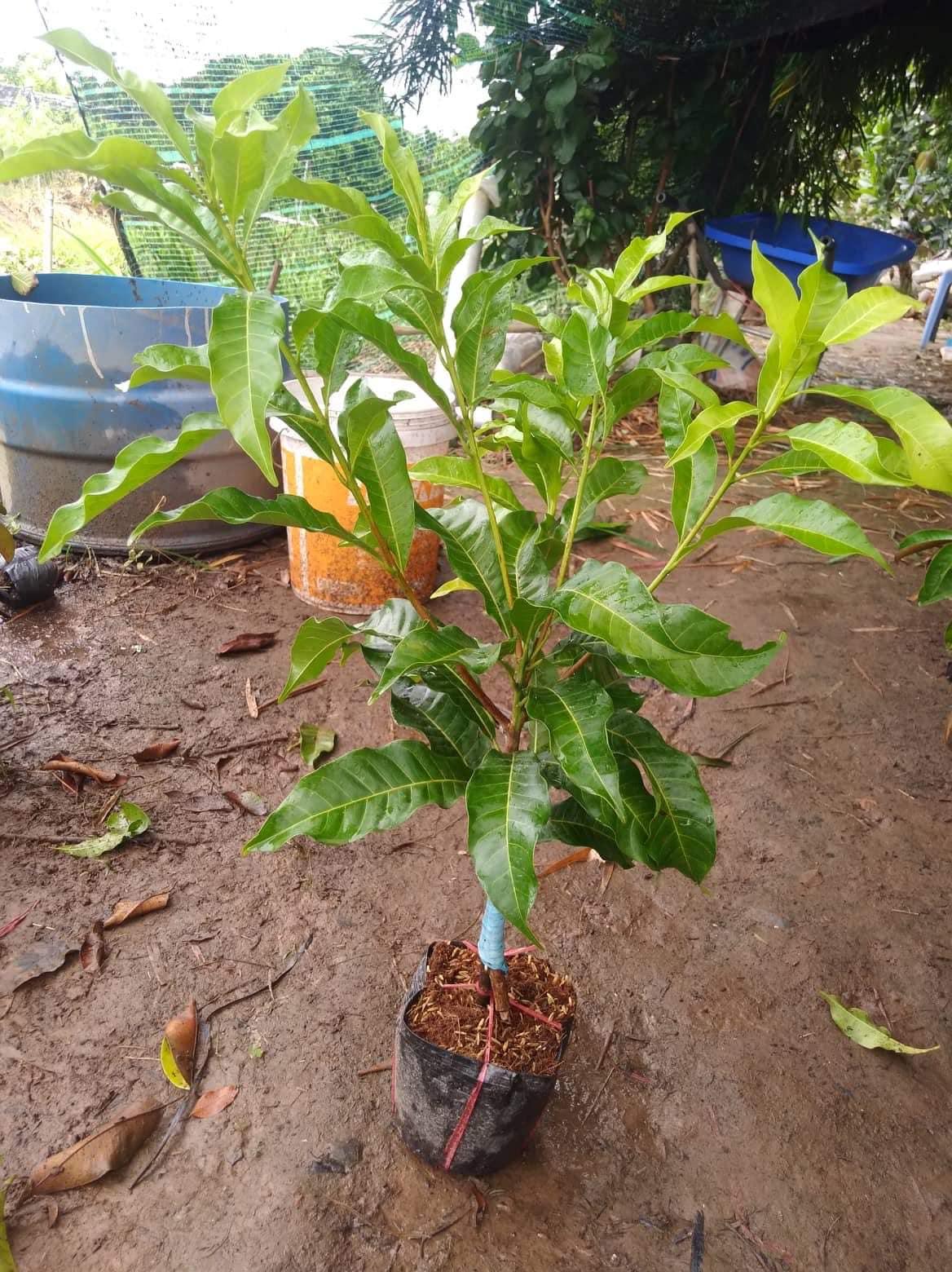 Cây Vú sữa hoàng kim - nhánh-duoc-ban-tai-Vi tính- Âm Thanh- Camera - Đèn NLMT Gia Phát