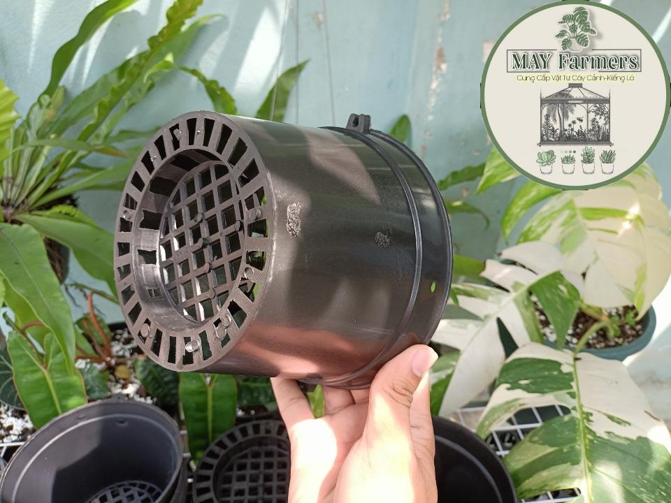 Chậu lan bít F18-duoc-ban-tai-Vật tư cây cảnh Cỏ Ba Lá