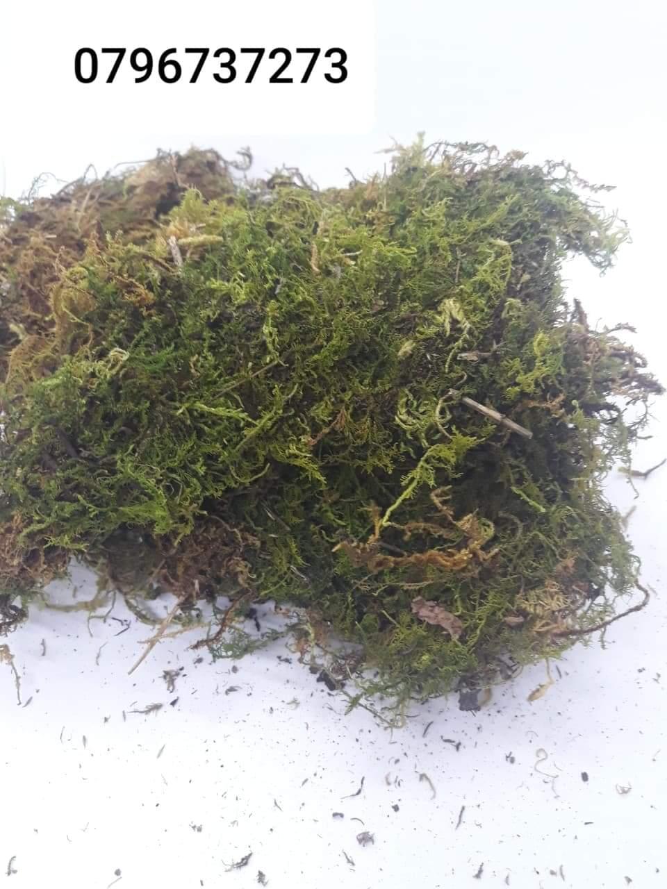 Rêu rừng loại 1 bao xá -duoc-ban-tai-Vật tư cây cảnh Cỏ Ba Lá