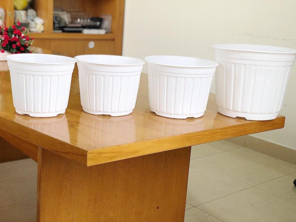 Chậu Ươm TTK màu  Trắng-duoc-ban-tai-Vật tư cây cảnh Cỏ Ba Lá