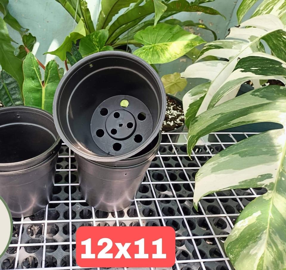 Chậu kiểng lá đen 12-duoc-ban-tai-Vật tư cây cảnh Cỏ Ba Lá