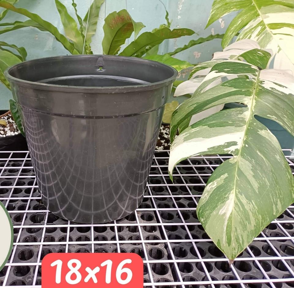Chậu kiểng lá đen 18-duoc-ban-tai-Vật tư cây cảnh Cỏ Ba Lá