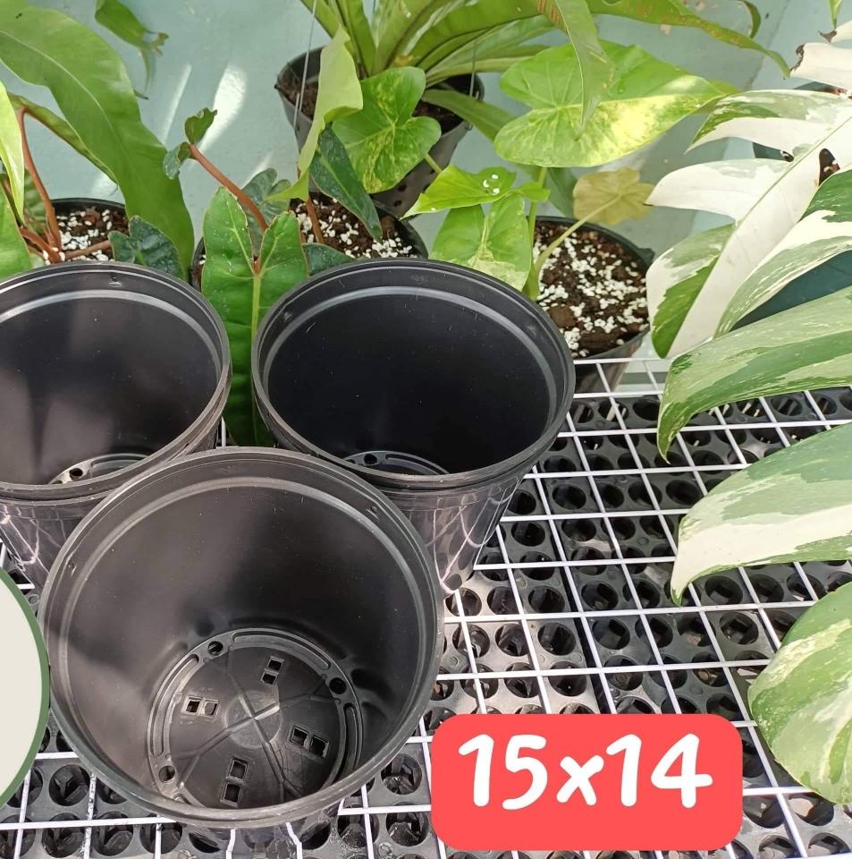Chậu kiểng lá đen 15-duoc-ban-tai-Vật tư cây cảnh Cỏ Ba Lá