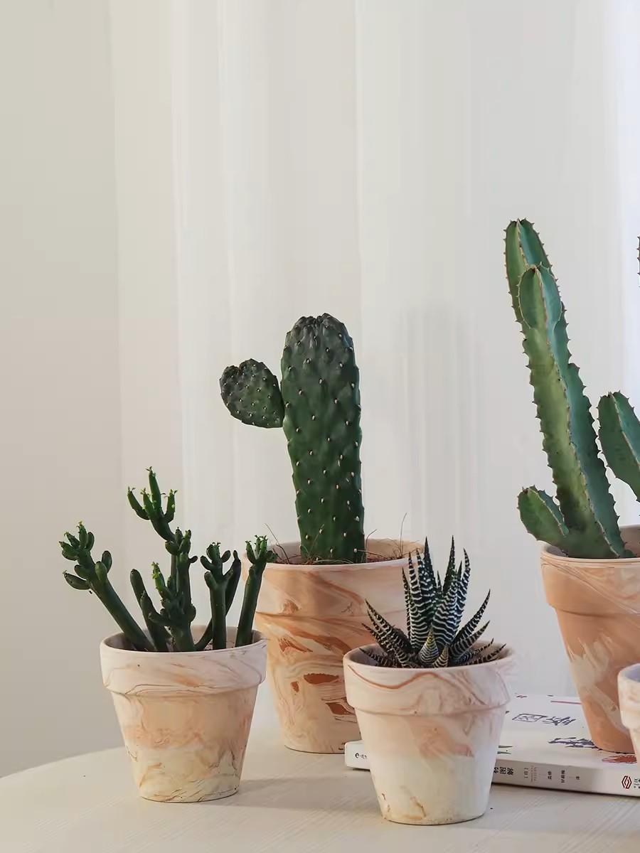 Chậu Đất Nung Ly Loang-duoc-ban-tai-Vật tư cây cảnh Cỏ Ba Lá