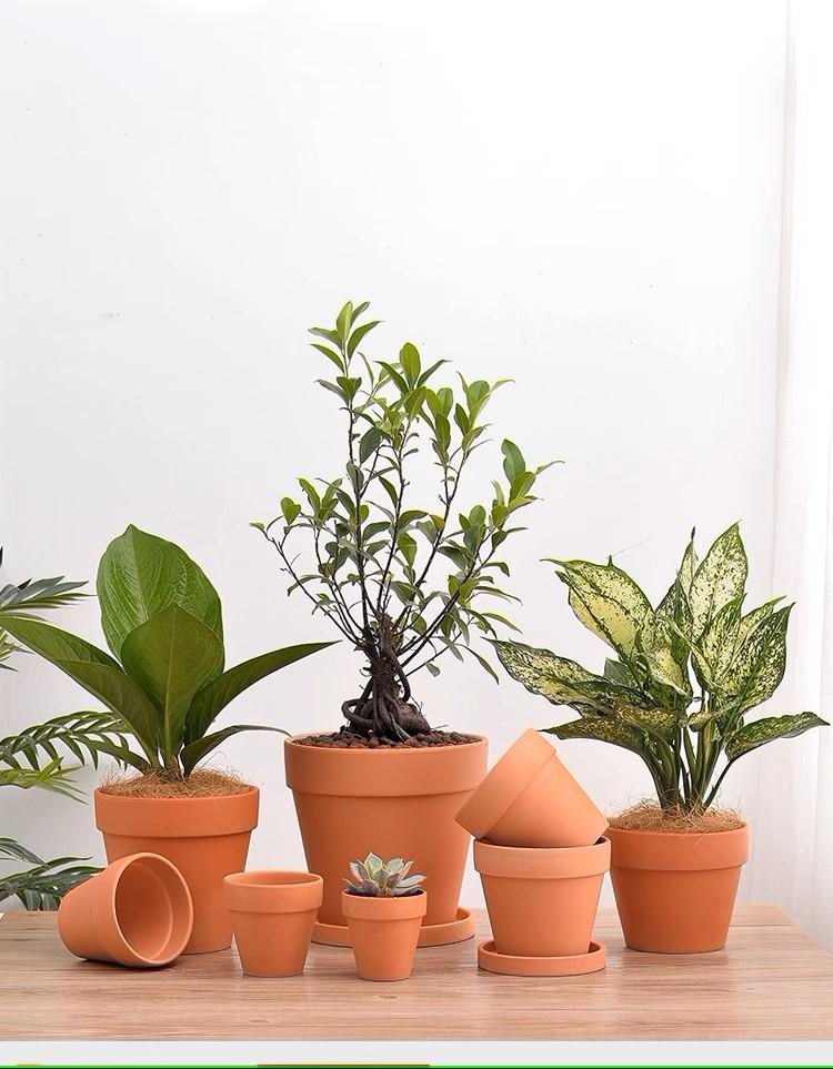 Chậu Đất Nung Ly Đỏ-duoc-ban-tai-Vật tư cây cảnh Cỏ Ba Lá