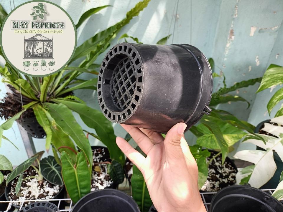 Chậu lan bít F14-duoc-ban-tai-Vật tư cây cảnh Cỏ Ba Lá