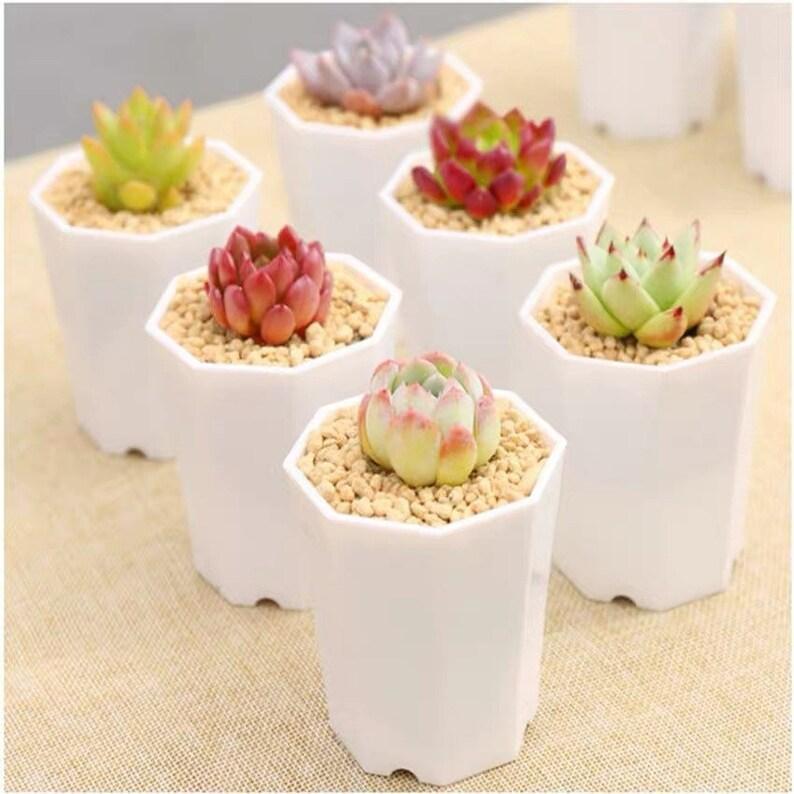 Chậu Bát Giác Mini Trồng Sen Đá 7*8 Đủ Màu.-duoc-ban-tai-Vật tư cây cảnh Cỏ Ba Lá