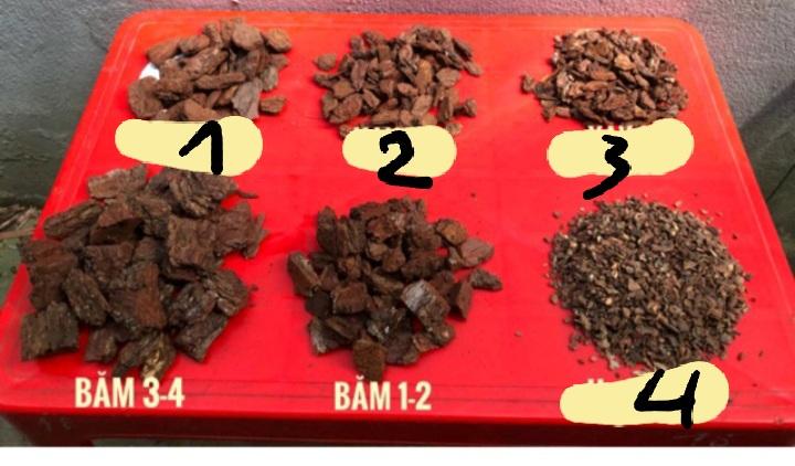 Thông M4 xá-duoc-ban-tai-Vật tư cây cảnh Cỏ Ba Lá