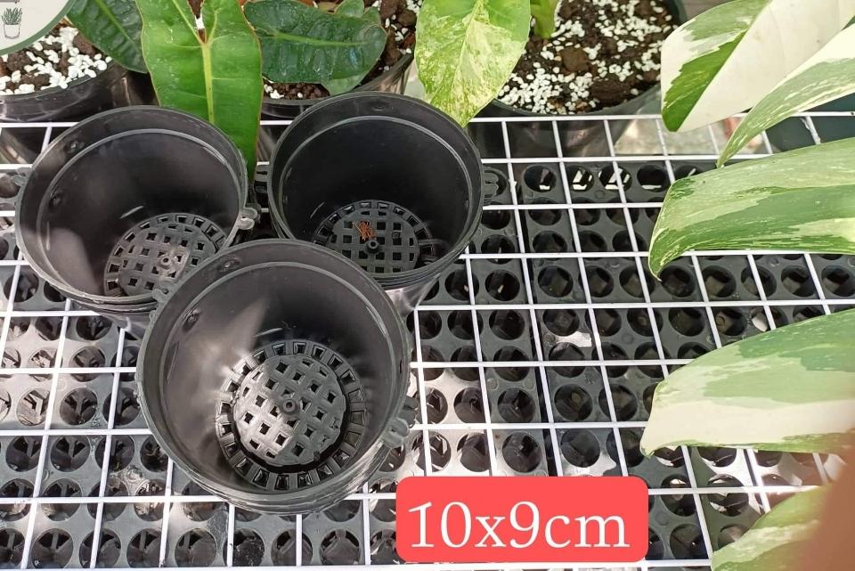 Chậu lan bít F10-duoc-ban-tai-Vật tư cây cảnh Cỏ Ba Lá