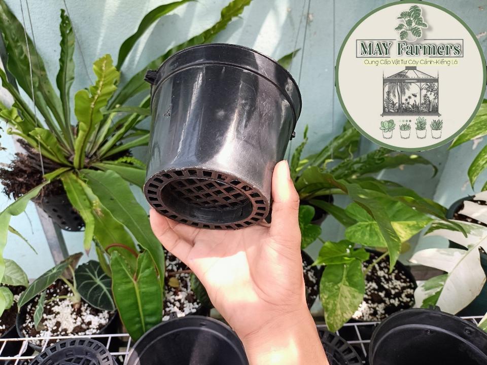 Chậu lan bít F14-duoc-ban-tai-Vật tư cây cảnh Cỏ Ba Lá