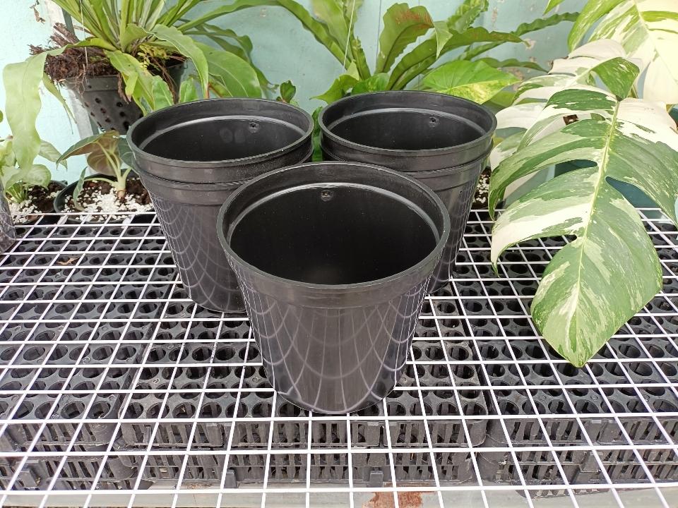 Chậu lan bít F18-duoc-ban-tai-Vật tư cây cảnh Cỏ Ba Lá