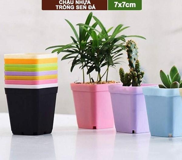 Chậu Nhựa Vuông Sen Mini 7*7 Đủ Màu-duoc-ban-tai-Vật tư cây cảnh Cỏ Ba Lá