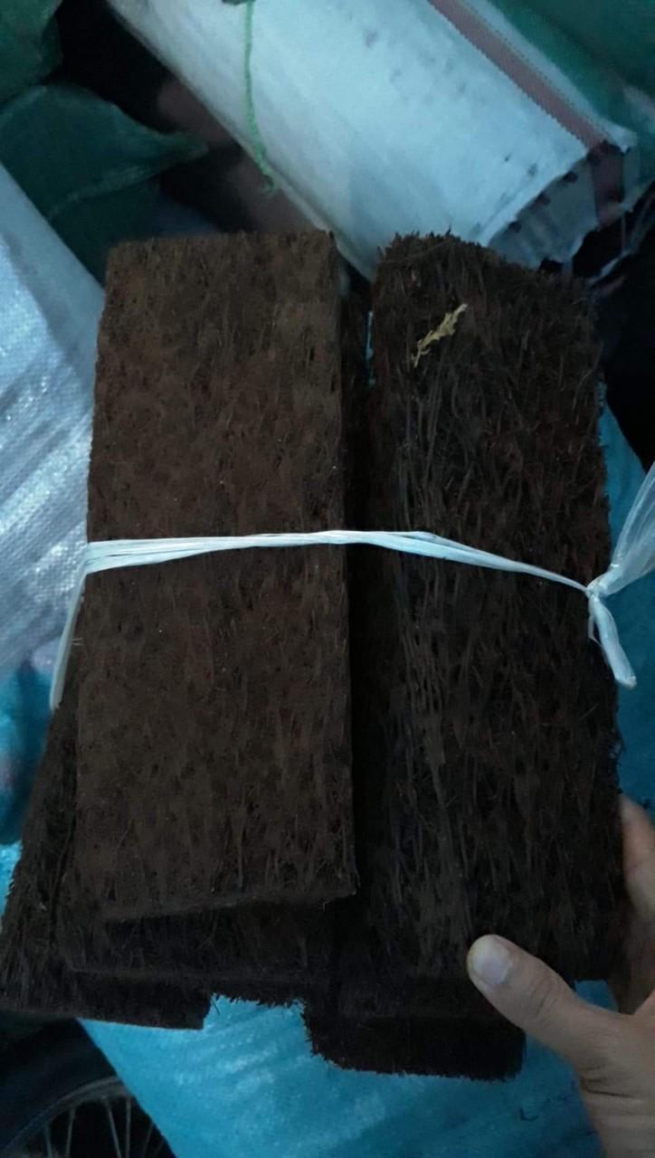 Dớn bảng 15x30-duoc-ban-tai-Vật tư cây cảnh Cỏ Ba Lá