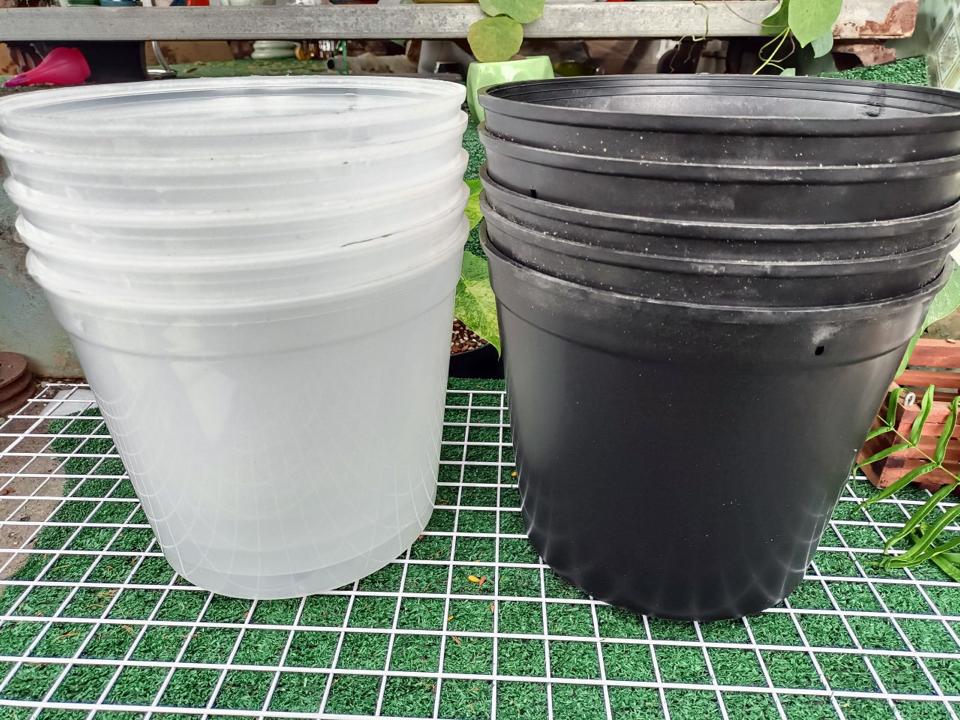 Chậu kiểng lá đen 28-duoc-ban-tai-Vật tư cây cảnh Cỏ Ba Lá