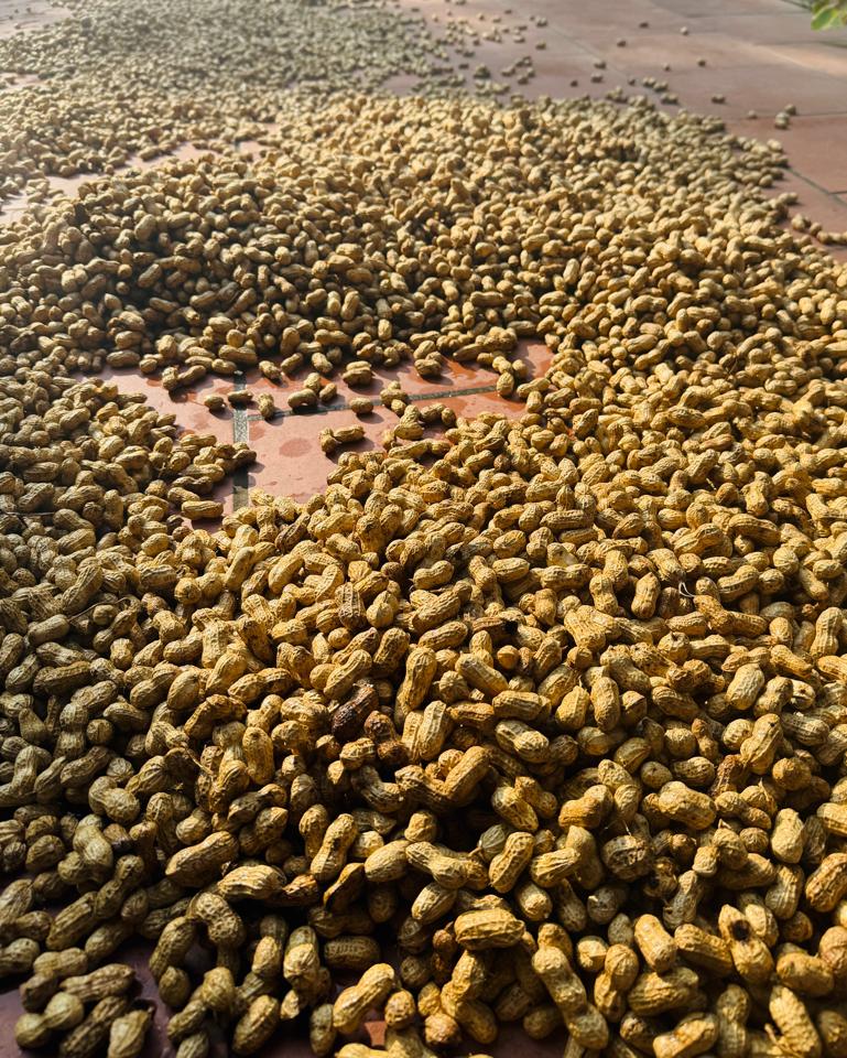  Dầu lạc 1lít-duoc-ban-tai-Quỳnh thảo dược