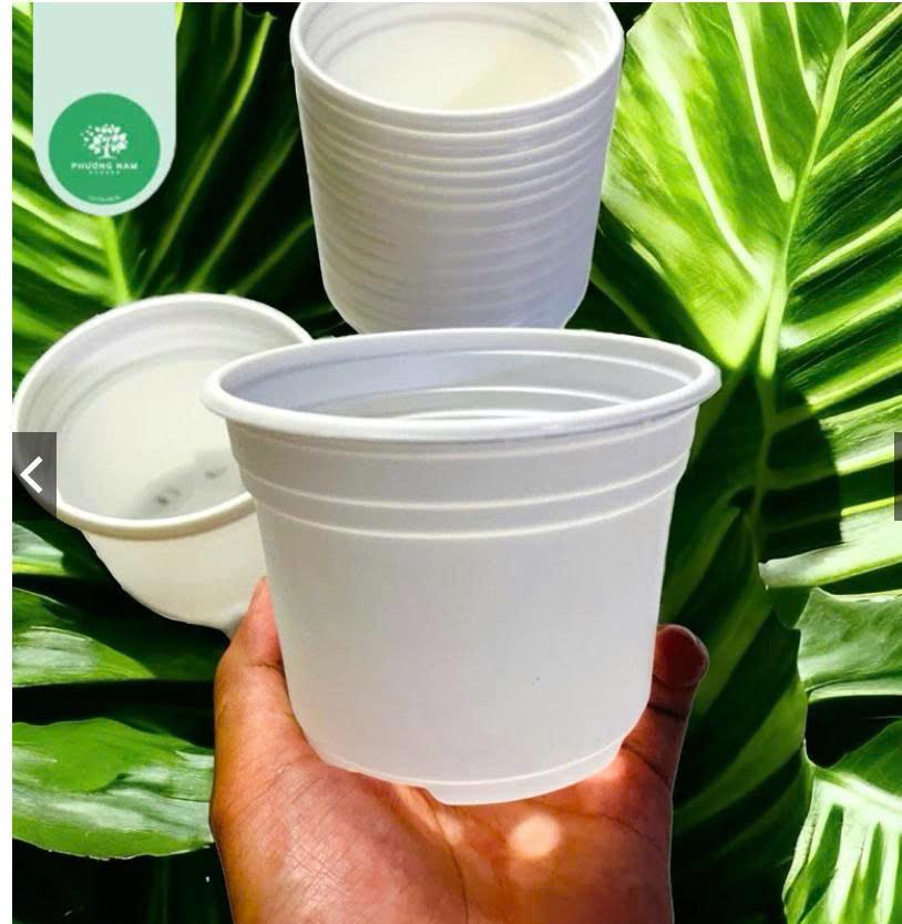 Chậu ttk 105-duoc-ban-tai-Chợ gốm Bảo Lộc