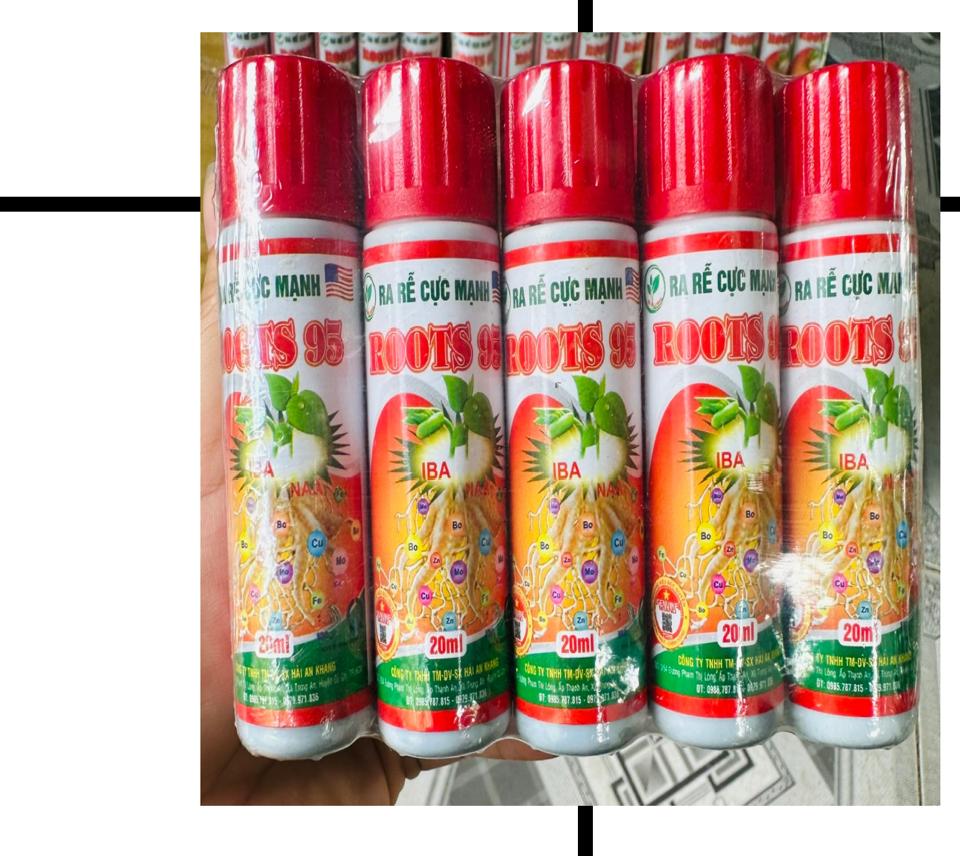 Root 95-duoc-ban-tai-Chợ gốm Bảo Lộc