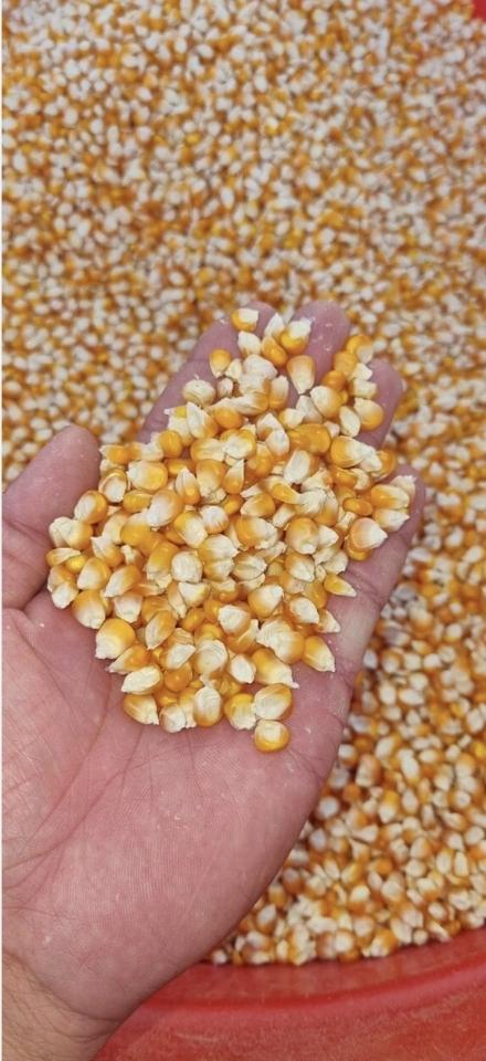 Bắp hạt bao 60kg-duoc-ban-tai-CÁM GẠO HẠNH DUY