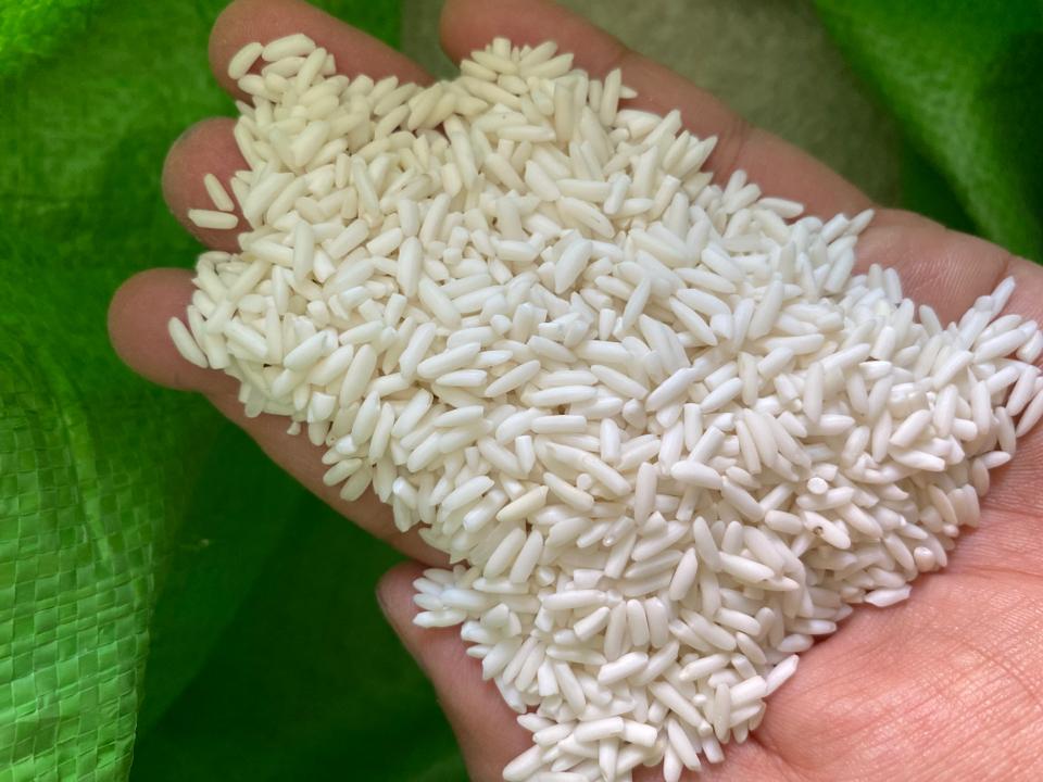Nếp thái xanh-duoc-ban-tai-CÁM GẠO HẠNH DUY