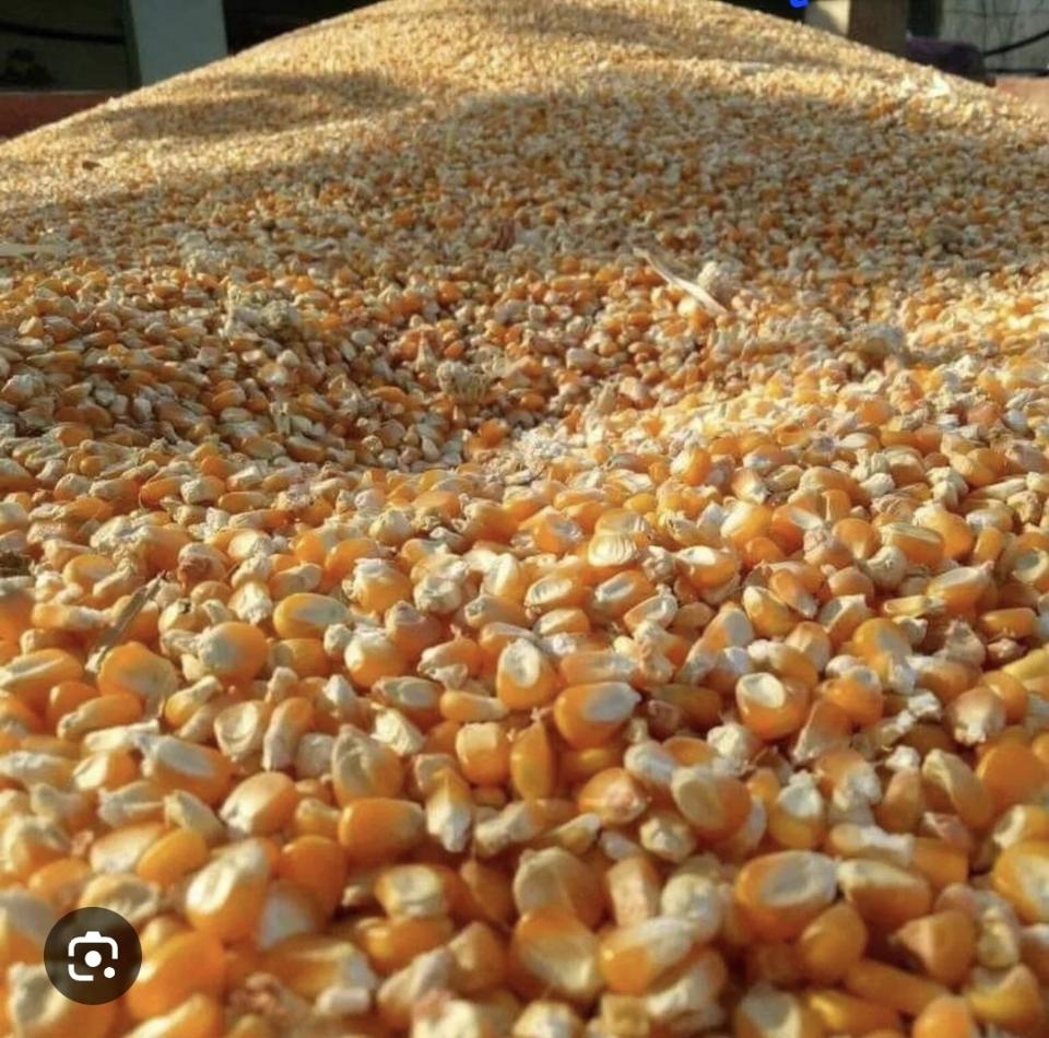 Bắp hạt bao 60kg-duoc-ban-tai-CÁM GẠO HẠNH DUY