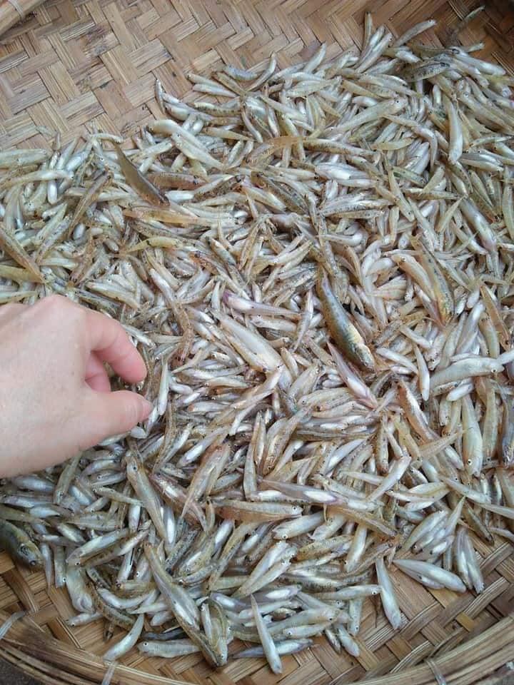 cá bống sông trà-duoc-ban-tai-Hương huỳnh
