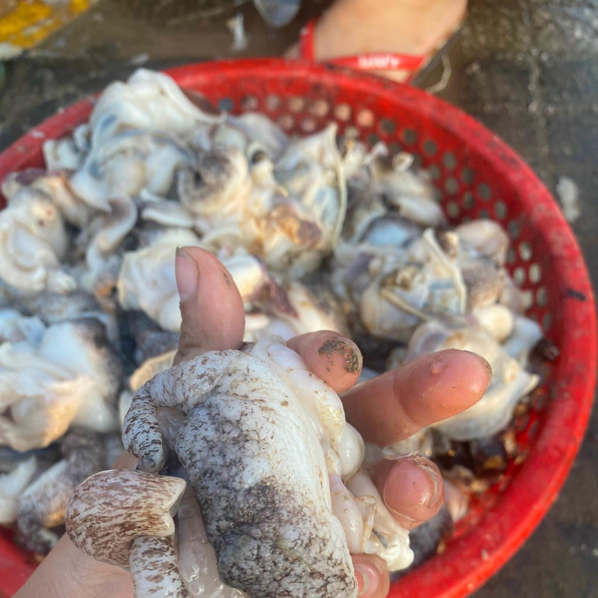 ruột ốc giấy-duoc-ban-tai-Hương huỳnh