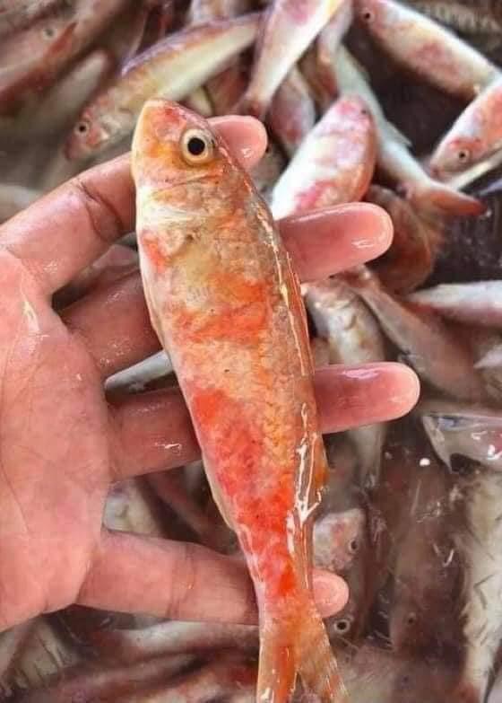 Cá phèn tươi-duoc-ban-tai-Hương huỳnh