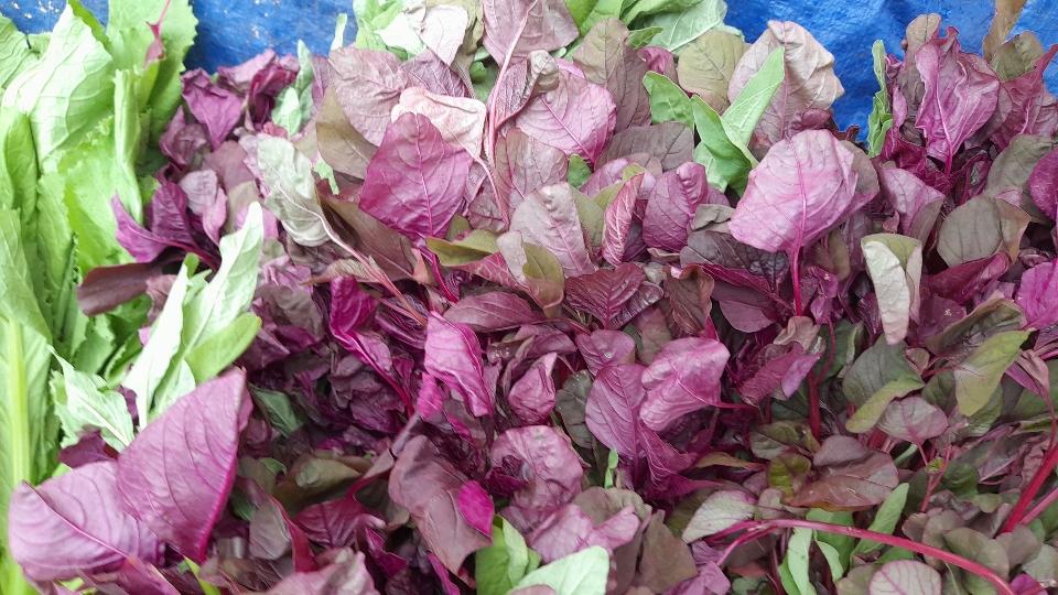 Rau dền , khoai, mồng tơi...-duoc-ban-tai-Shop.BachToan(Cho_Nho_Minimercado)