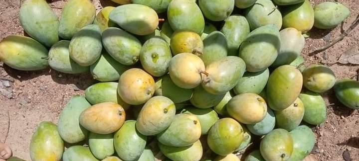 Xoài Mủ -duoc-ban-tai-Shop.BachToan(Cho_Nho_Minimercado)