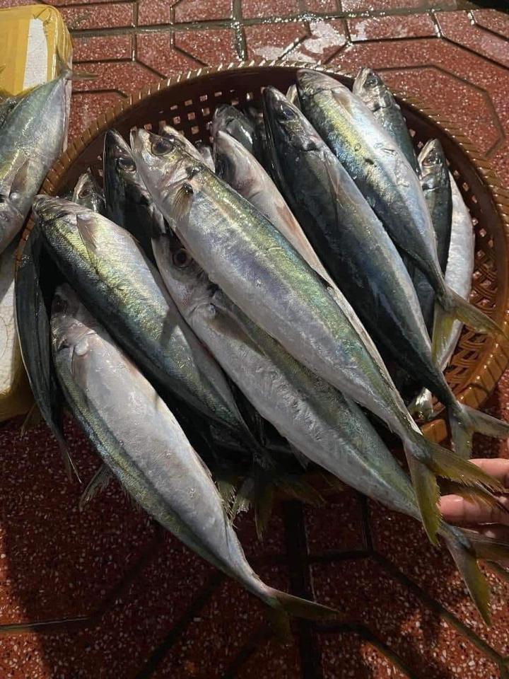 Cá nục chuối tươi -duoc-ban-tai-HOÀ CÁT BÀ
