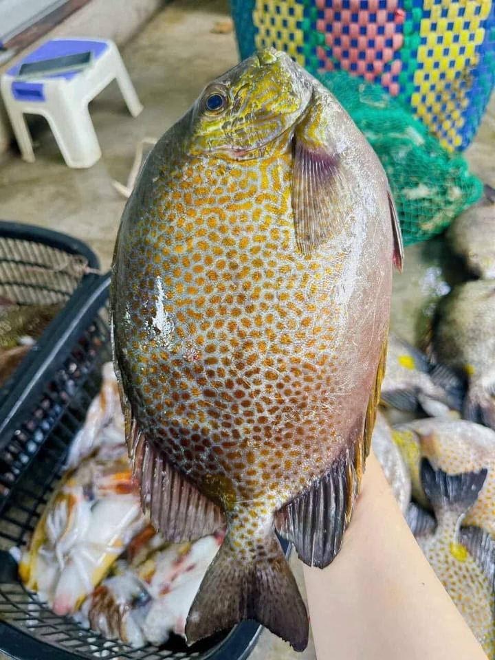 Cá rìa hoa -duoc-ban-tai-HOÀ CÁT BÀ
