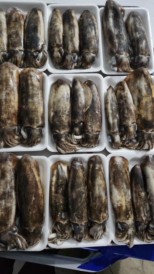 Mực lá 6con/ cân-duoc-ban-tai-HOÀ CÁT BÀ