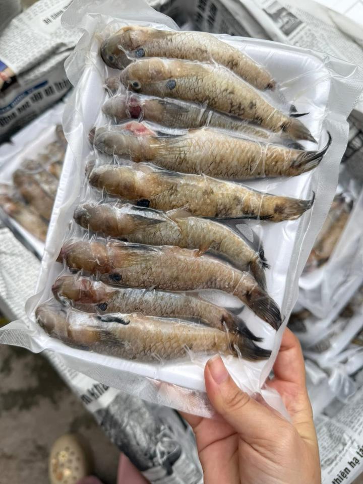 Cá bống tươi-duoc-ban-tai-HOÀ CÁT BÀ