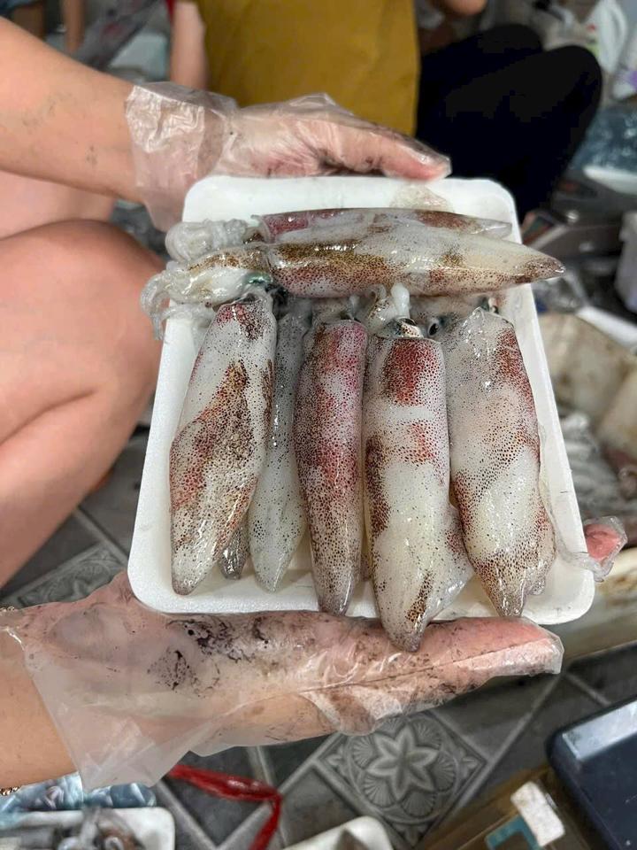 Mực ống nhỡ (ống 3) -duoc-ban-tai-HOÀ CÁT BÀ