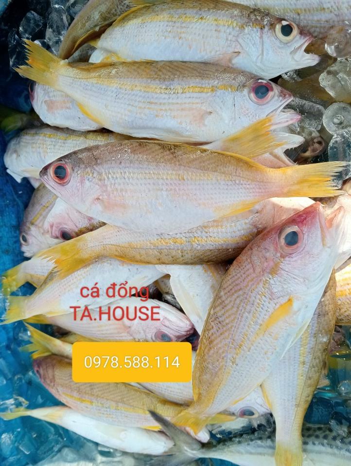 Cá đổng, làm sạch-duoc-ban-tai-T.A HOUSE