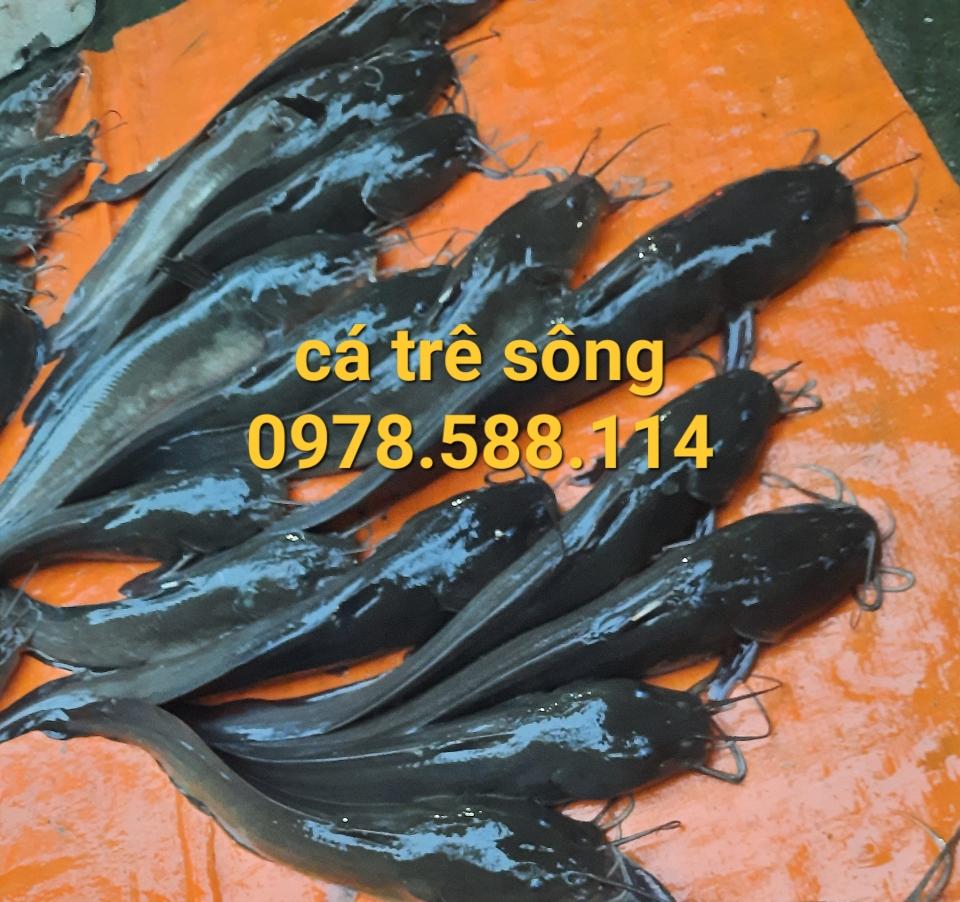 Cá trê sông, theo thời giá, cân sống(hỗ trợ làm sạch, có hao hụt)-duoc-ban-tai-T.A HOUSE