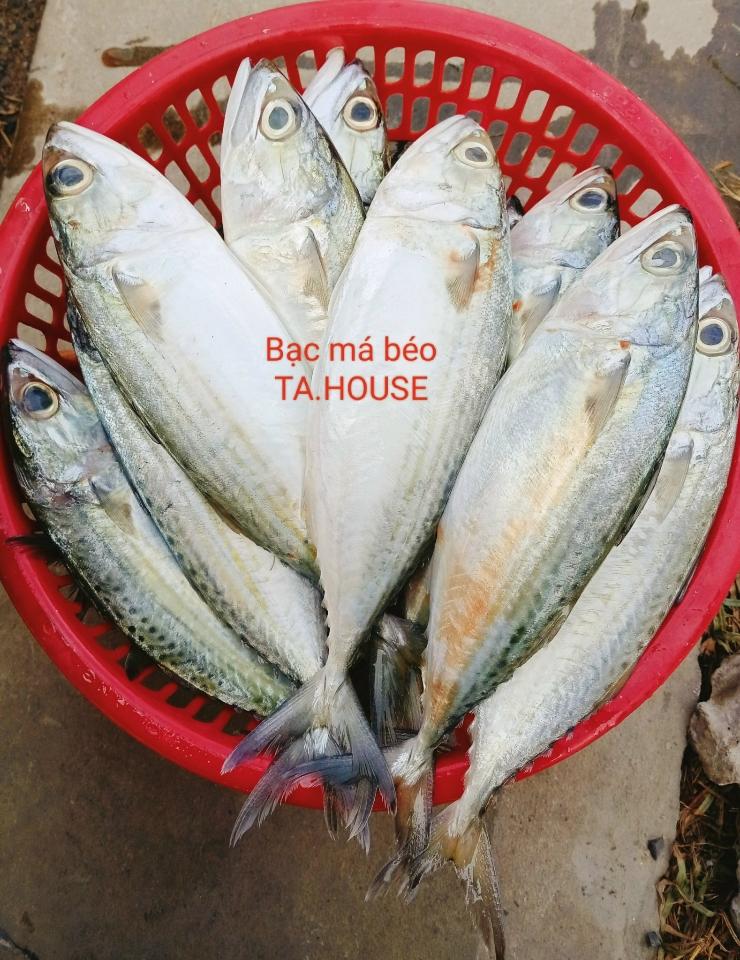 Cá bạc má béo, làm sạch-duoc-ban-tai-T.A HOUSE