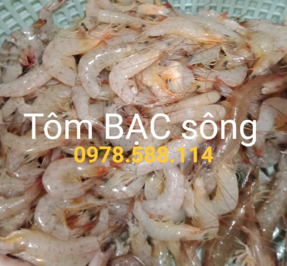 Tép bạc sông, theo thời giá, cân nguyên con(hỗ trợ cắt râu, có hao hụt)-duoc-ban-tai-T.A HOUSE