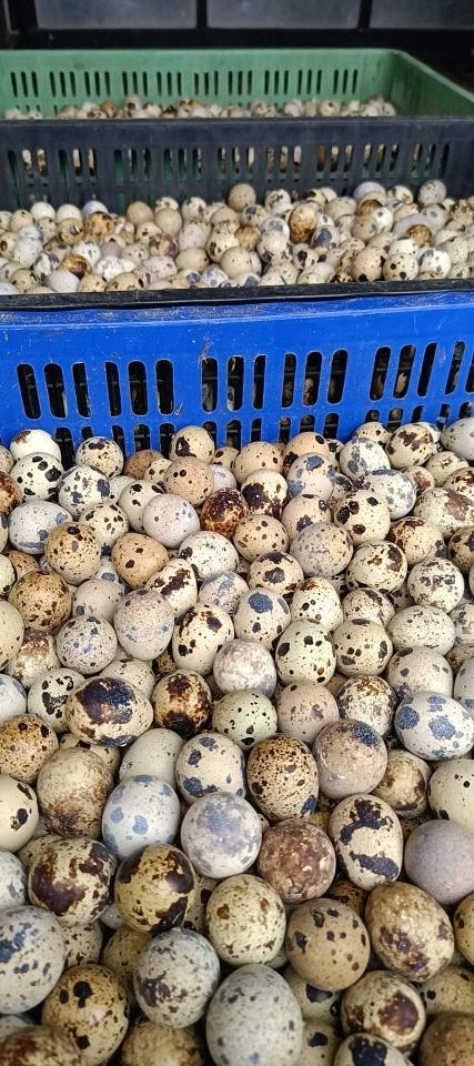 Trứng cút lộn-duoc-ban-tai-Tuấn Ngà Việt Trì