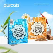 CÁT SẮN CATURE-duoc-ban-tai-CLOUDY PET SHOP