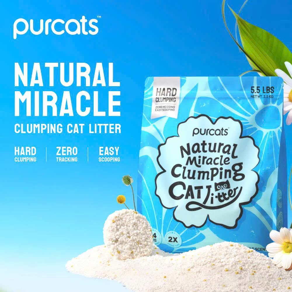 CÁT SẮN CATURE-duoc-ban-tai-CLOUDY PET SHOP