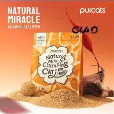 CÁT SẮN CATURE-duoc-ban-tai-CLOUDY PET SHOP