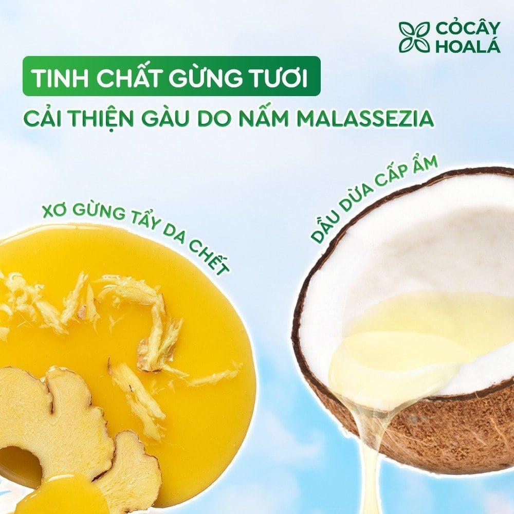 Dầu gội xả Gừng Dừa Cocayhoala-duoc-ban-tai-Yến nhà Loan - Yến sào Sea Nest Khánh Hoà