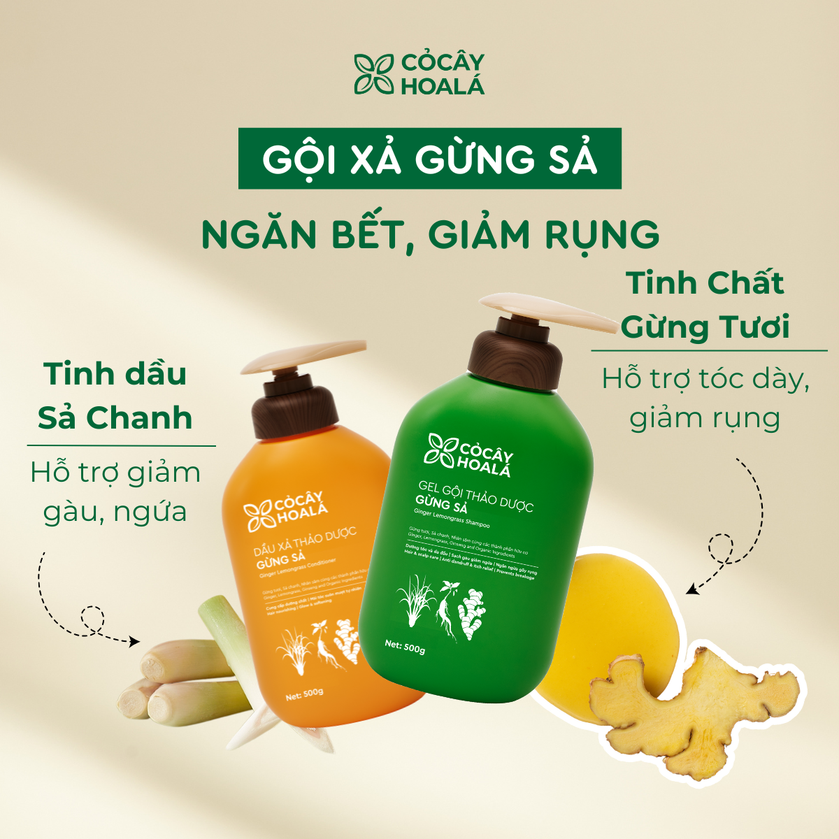 Combo Gừng sả 500g-duoc-ban-tai-Yến nhà Loan - Yến sào Sea Nest Khánh Hoà