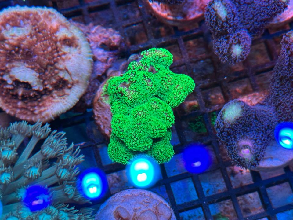 Green Stylophora-duoc-ban-tai-ROYAL AQUA -  Flights everywhere