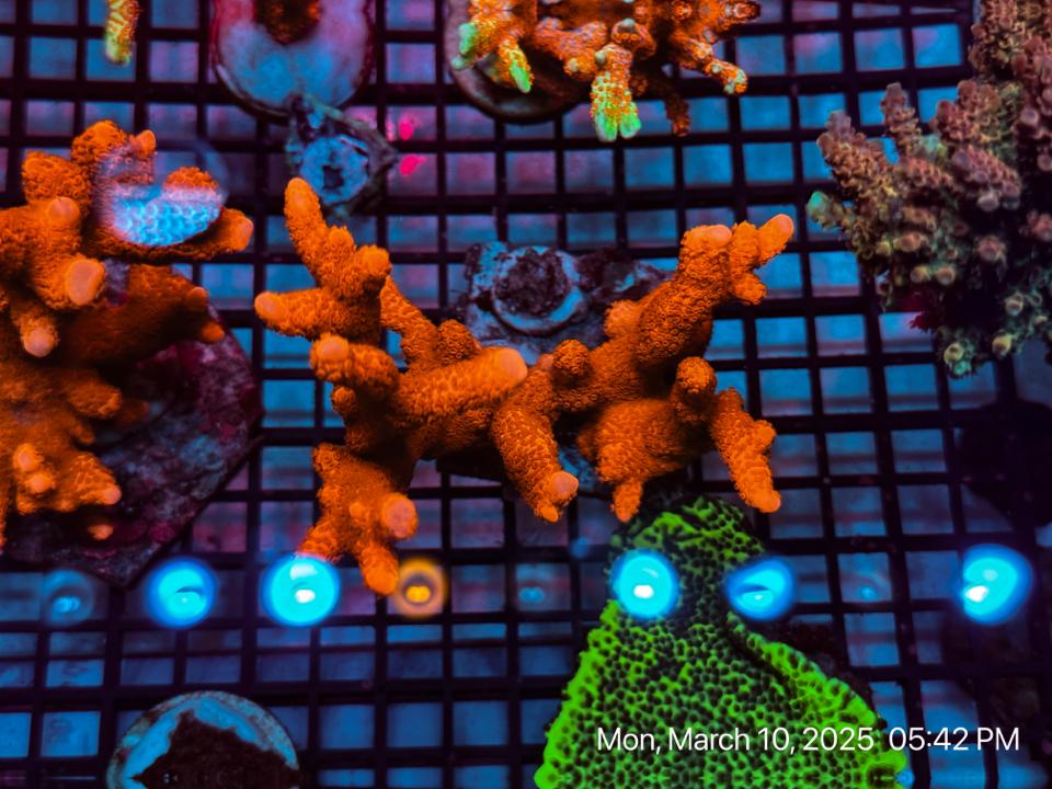 SPS Digi Super Red 4-duoc-ban-tai-ROYAL AQUA -  Flights everywhere