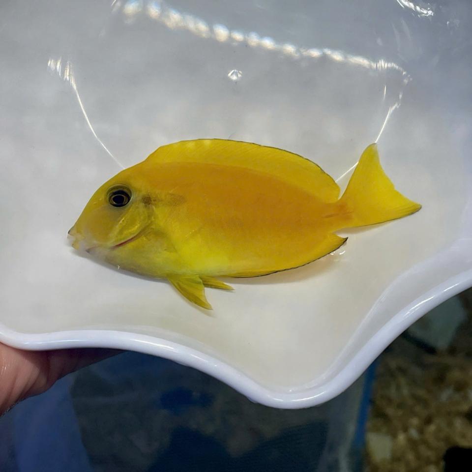 Nẻ bút-duoc-ban-tai-ROYAL AQUA -  Flights everywhere