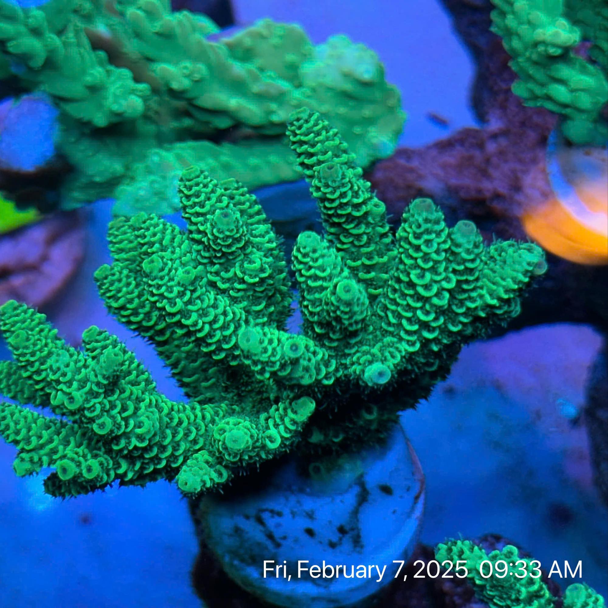 SPS Việt Tenius-duoc-ban-tai-ROYAL AQUA -  Flights everywhere