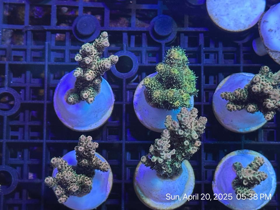 Frag Mili Vàng -duoc-ban-tai-ROYAL AQUA -  Flights everywhere