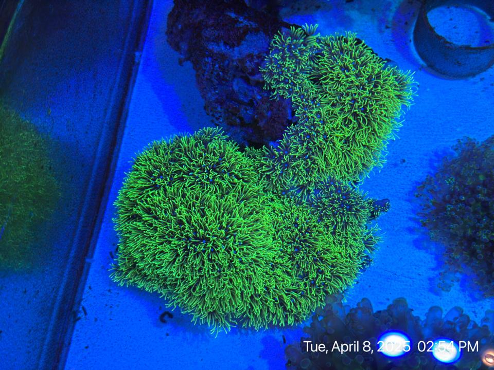 Cỏ-duoc-ban-tai-ROYAL AQUA -  Flights everywhere